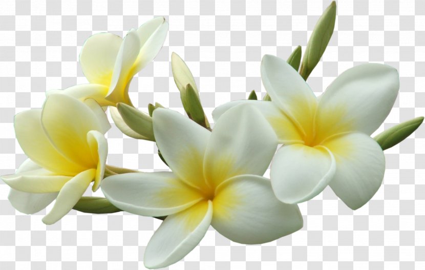 Petal Flower Frangipani Plant - Flowering - Flowers Transparent PNG