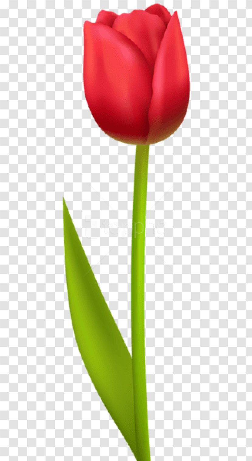 Lily Flower Cartoon - Tulip Vase - Petal Hippeastrum Transparent PNG