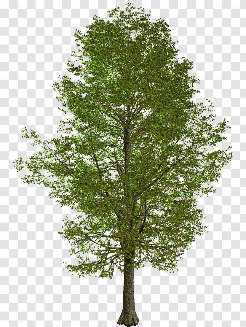 Tree Oak Trunk Branch American Sycamore - Forest Transparent PNG