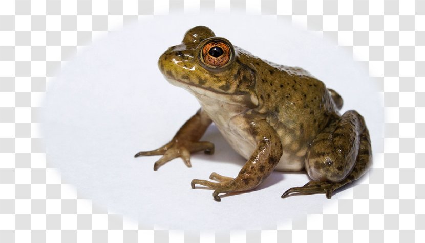 American Bullfrog Amphibian African Invasive Species - Southern Leopard Frog Transparent PNG