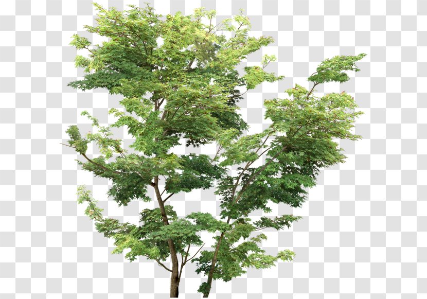 Tree Rendering - Branch Transparent PNG