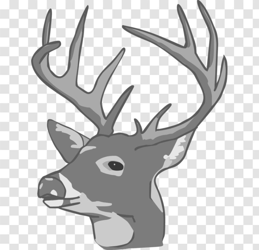 White-tailed Deer Moose Reindeer Elk - Head Transparent PNG