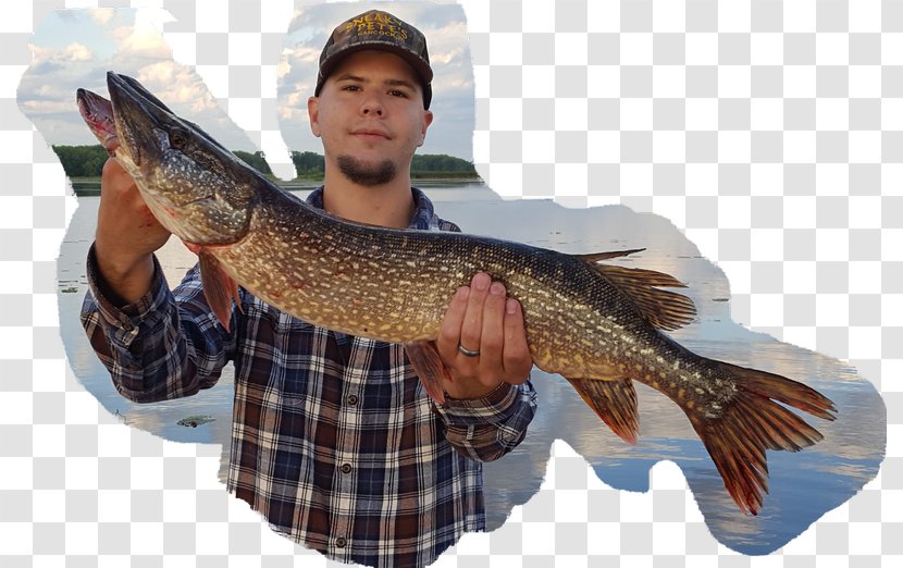 Northern Pike Fishing Carp Trout Pikes Transparent PNG