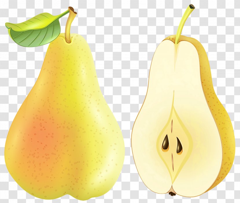 Pear Plant Tree Fruit - Watercolor - Nepenthes Food Transparent PNG