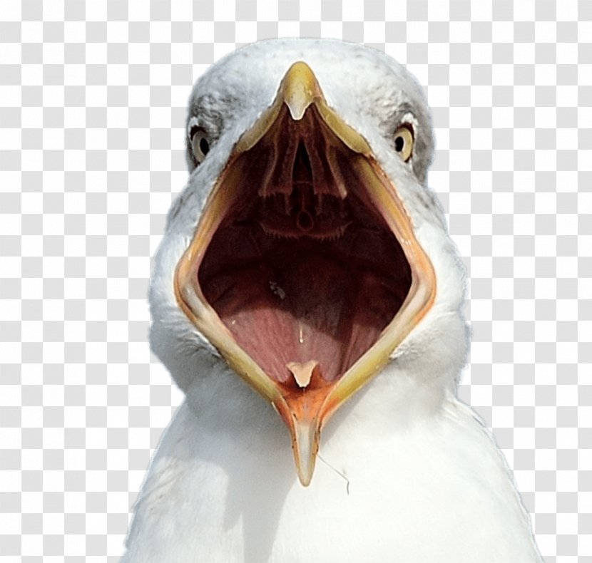 Gulls Bird Beak Common Gull Animal - Fauna Transparent PNG