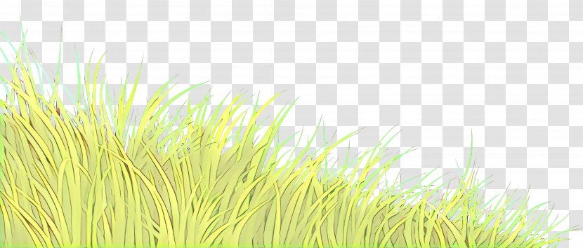 Grass Green Family Plant Grassland - Perennial Lawn Transparent PNG