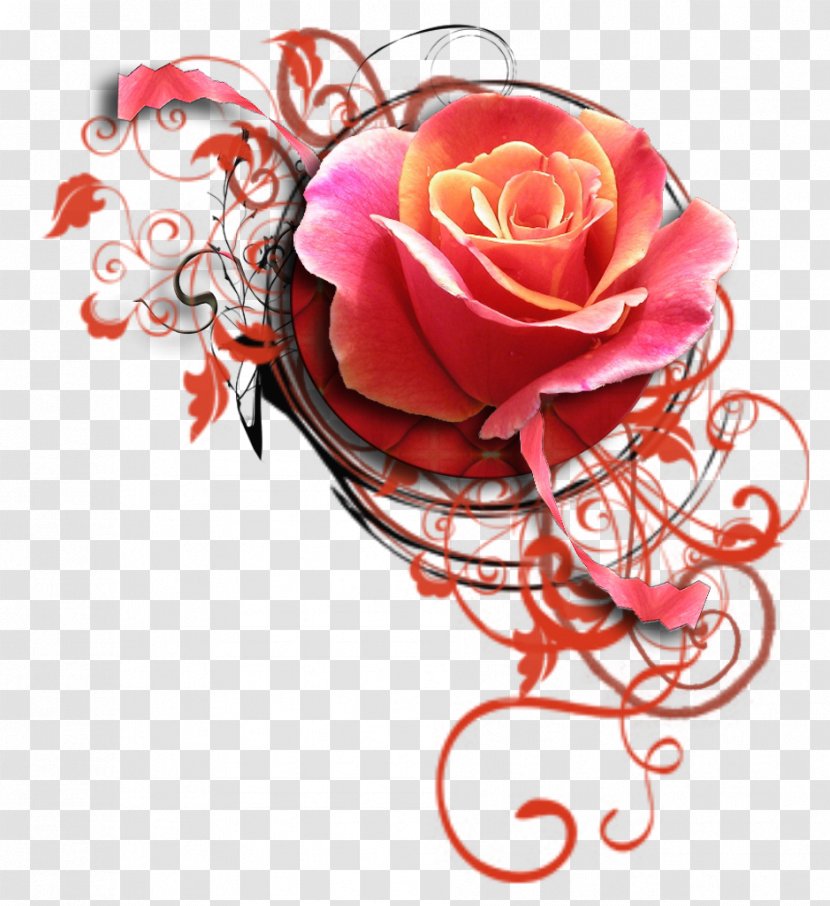 Happiness Garden Roses Wednesday Blog - Tears Transparent PNG
