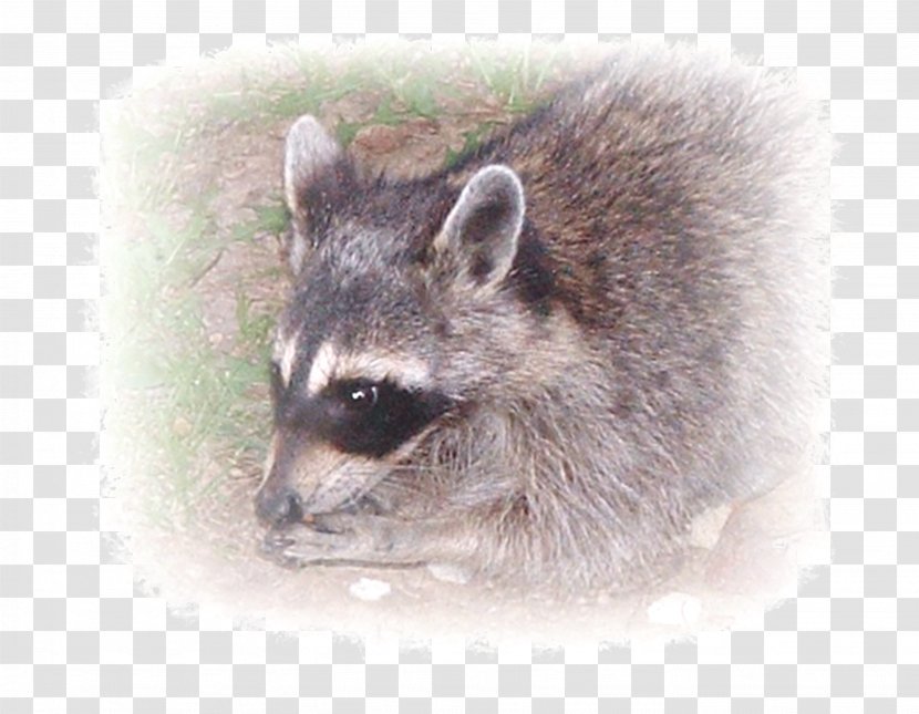 Whiskers Raccoon Viverridae Fur Snout - Carnivoran Transparent PNG