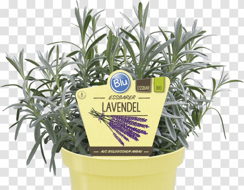 English Lavender Herb Flowerpot Centimeter - Lavendel Transparent PNG
