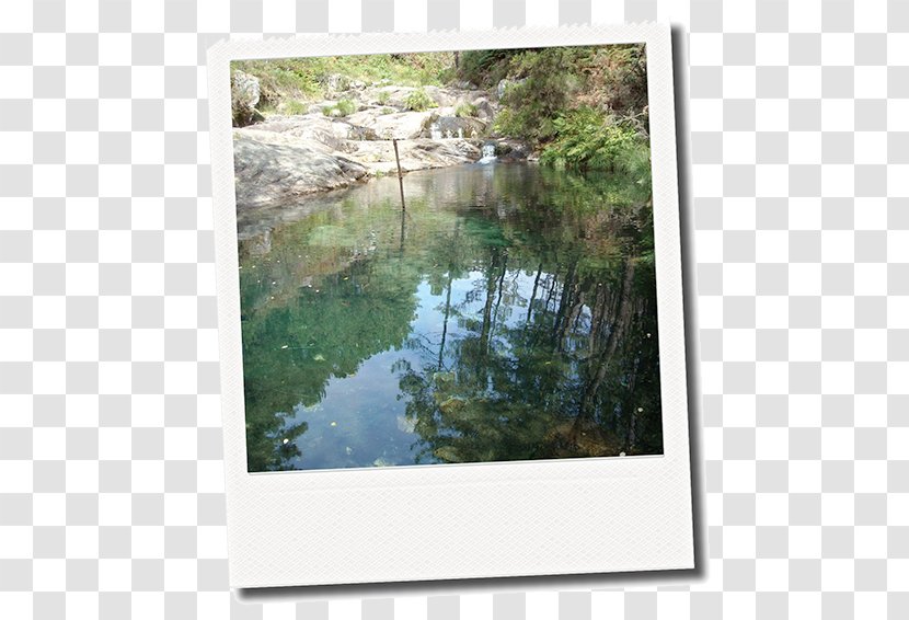 Bayou Water Resources Nature Reserve Wetland Picture Frames - Cachorro Border Collie Transparent PNG