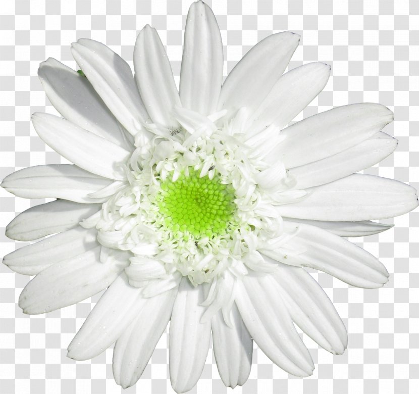 Oxeye Daisy Family German Chamomile Cut Flowers - February - Camomile Transparent PNG