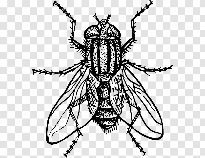 Insect Drawing Housefly Clip Art - Wheat Berry Transparent PNG