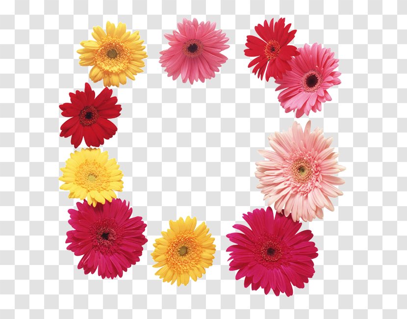 Flower Transvaal Daisy Clip Art - Floristry Transparent PNG
