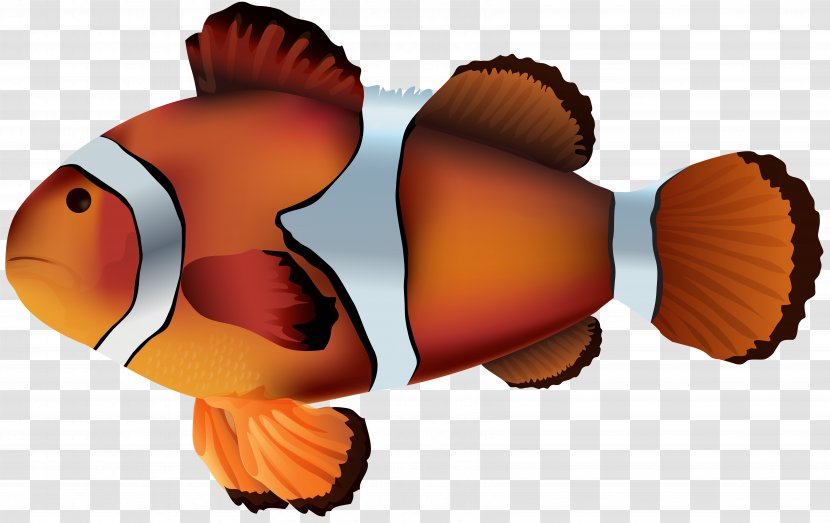 Clownfish Sea Anemone Clip Art - Fish Transparent PNG