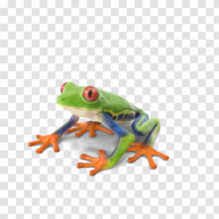 Red-eyed Tree Frog True - Red Eye Transparent PNG
