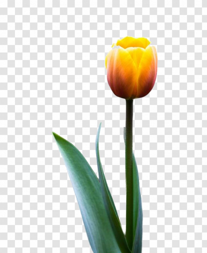 Tulip Flower - Golden Picture Material Transparent PNG