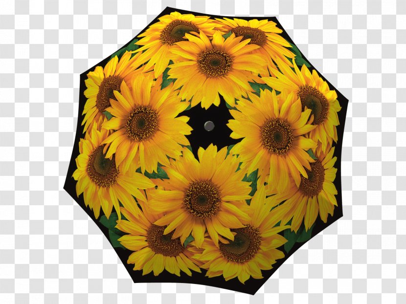 Common Sunflower Umbrella Daisy Family Cut Flowers - Sunlight - Sunflowers Transparent PNG