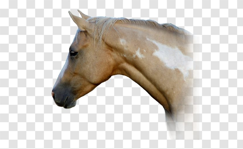 American Paint Horse Quarter Mane Mustang Halter - Head Transparent PNG