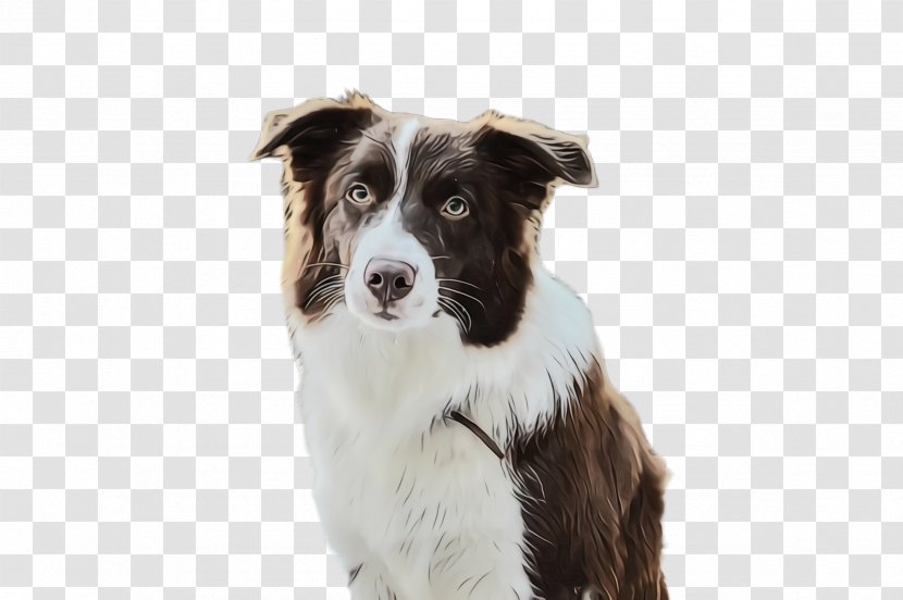 Border Collie - Companion Dog - Australian Shepherd Transparent PNG