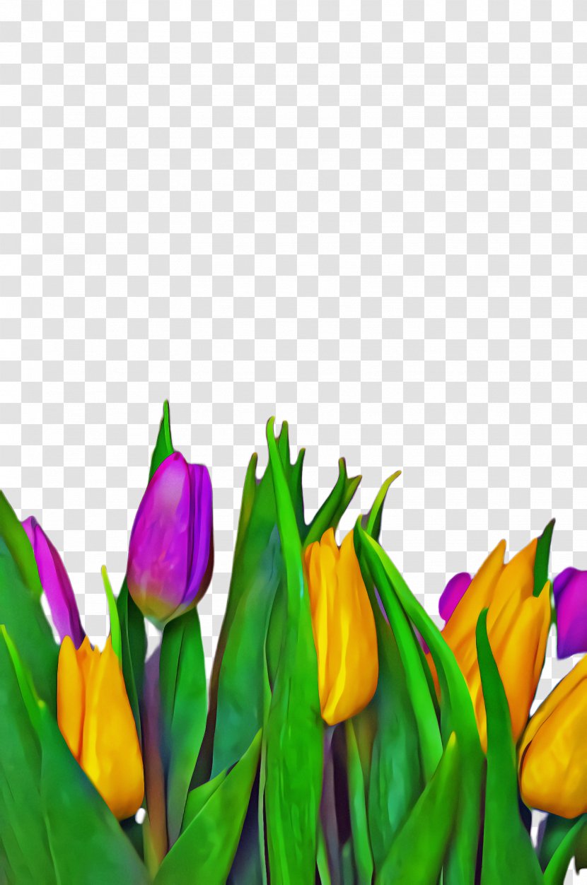 Flowers Background - Plants - Lily Family Botany Transparent PNG