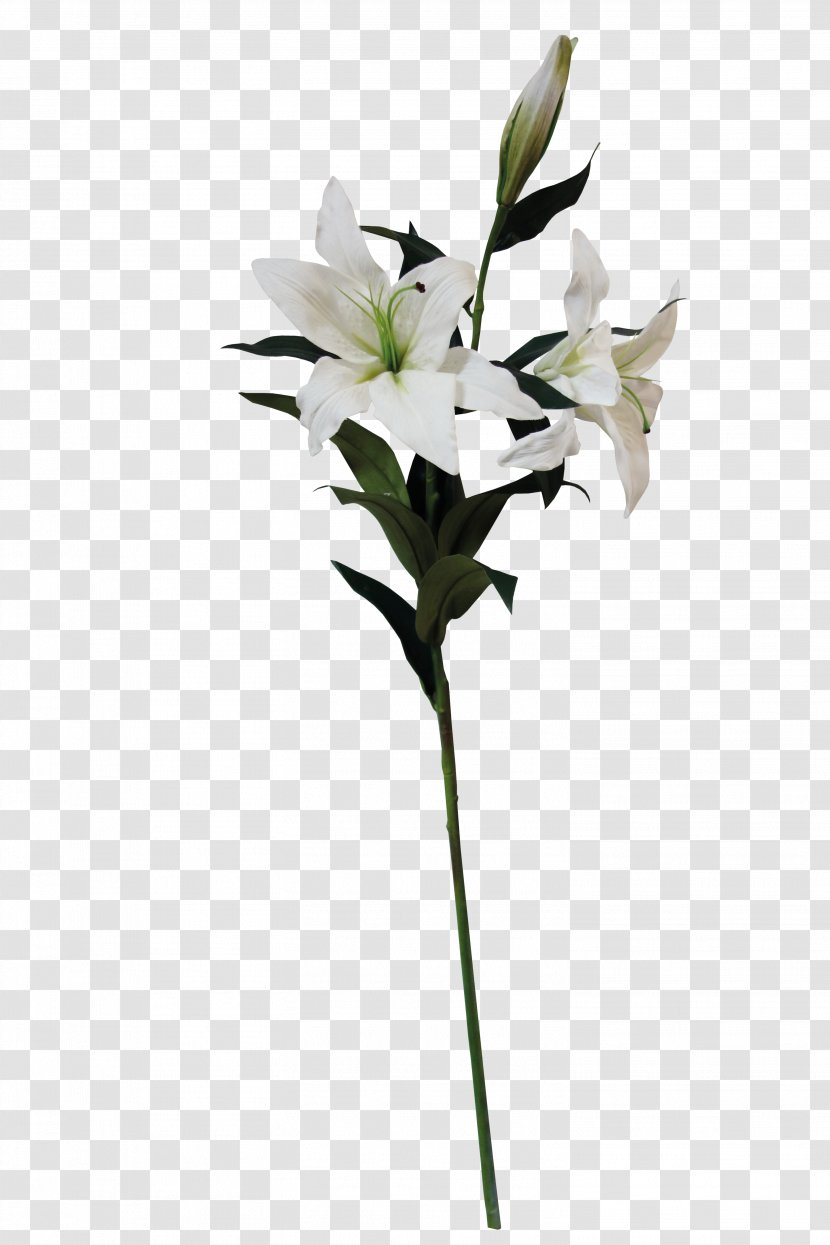 Lilium Flower Graphic Design - Designer - A Lily Transparent PNG