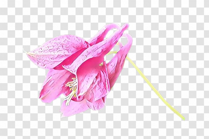 Pink Flower Petal Plant Flowering - Lily Family Pedicel Transparent PNG