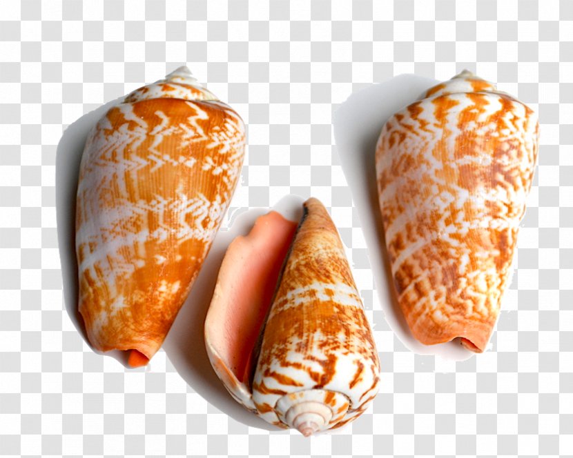 Seashell Conchology Cone Snails Cowry - Mollusc Shell - Conch Transparent PNG