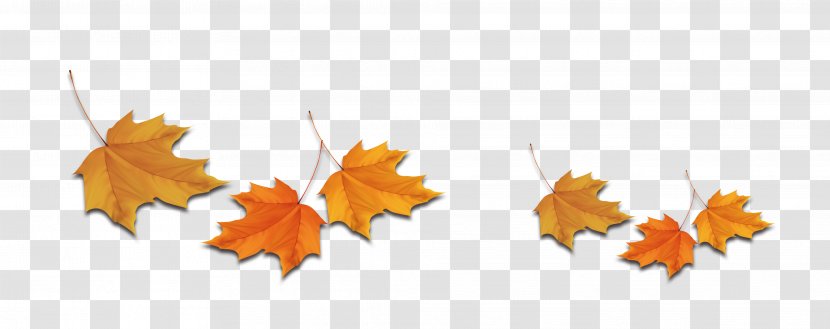 Maple Leaf Deciduous Transparent PNG