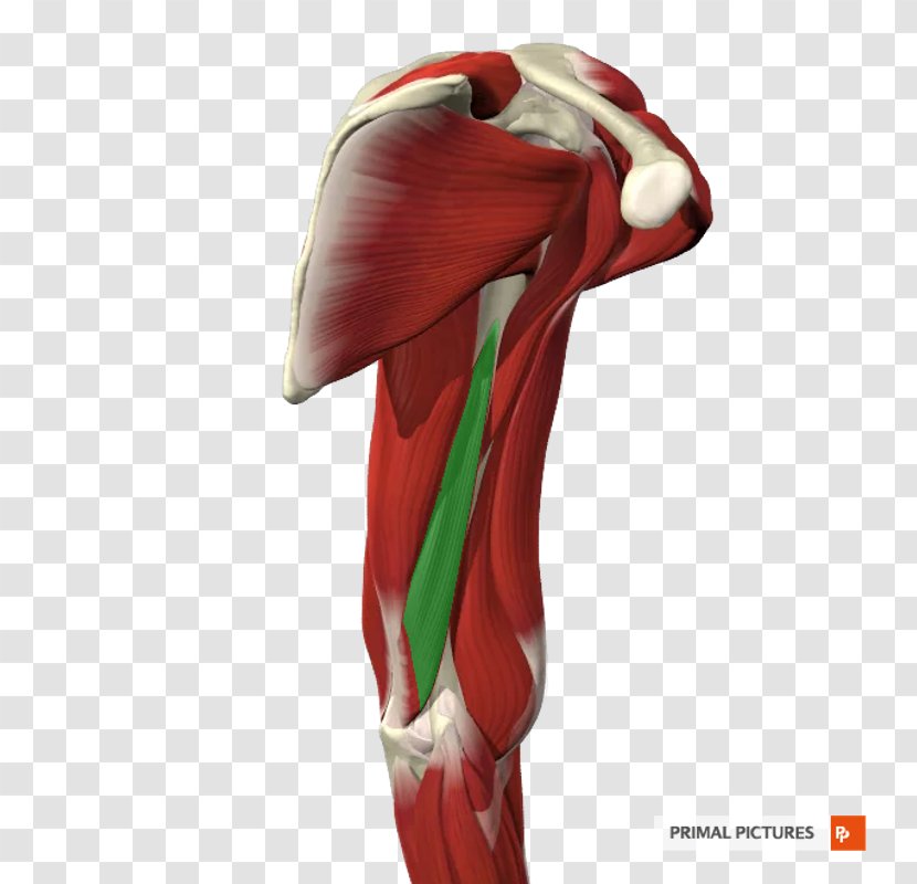 Hip Silk Knee Shoulder KBR - Arm Transparent PNG
