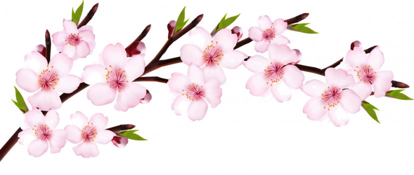 Cherry Blossom Flower Transparent PNG