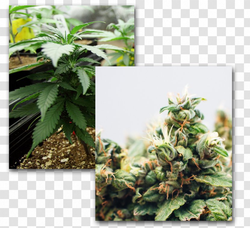 Adult Use Of Marijuana Act Medical Cannabis Cultivation Medicine - Physician Transparent PNG