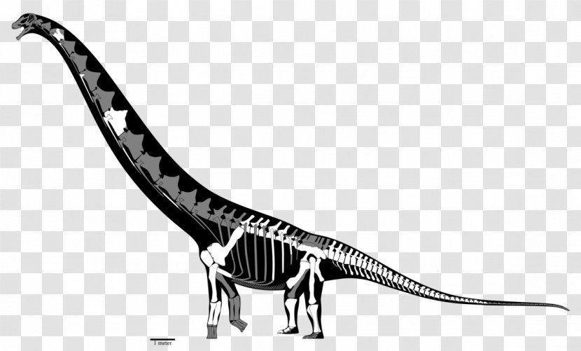 Tyrannosaurus Futalognkosaurus Mamenchisaurus Dreadnoughtus Dinosaur - Gorgosaurus - Reconstruction Transparent PNG