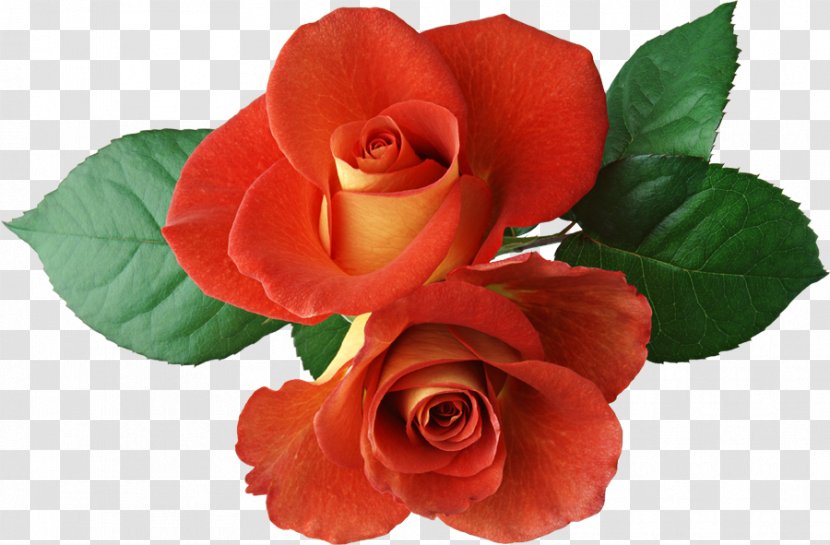 Rosa Chinensis Free Content Flower Clip Art - Plant - Roses Cliparts Transparent PNG