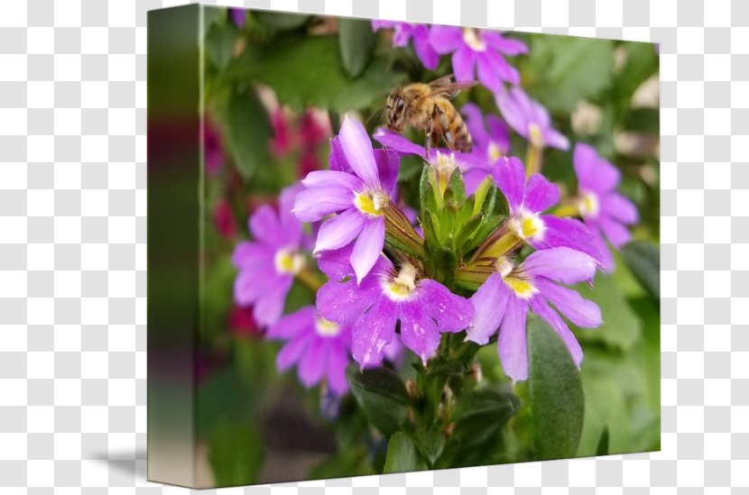 Honey Bee Nectar Vervain Pollen - Plant Transparent PNG
