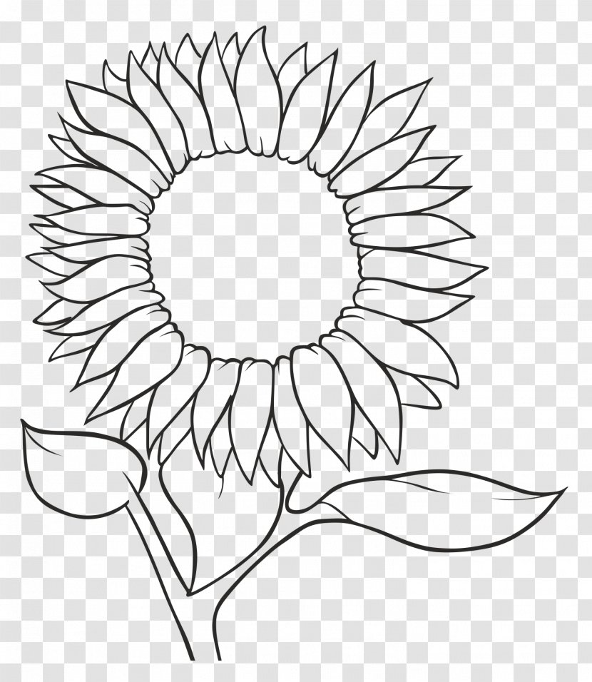 Common Sunflower Drawing Seed Sketch - Leaf - Coloring Book Transparent PNG