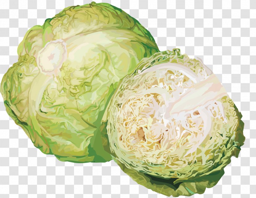 Cabbage Broccoli Kohlrabi Clip Art Vegetable Transparent PNG