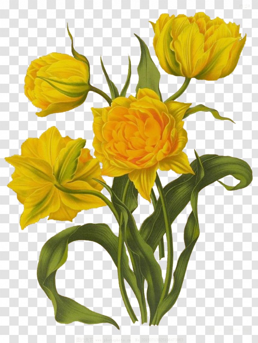 Floral Design Tulip Drawing Illustration - Plant - Like The Sun Picture Material Transparent PNG
