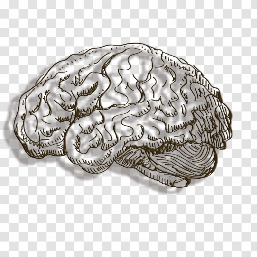 Human Brain Cerebrum - Line Transparent PNG