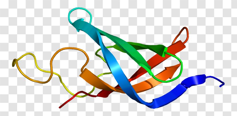 RNA Polymerase DNA-binding Protein Y Box Binding 1 Gene - Fashion Accessory - Nucleic Acid Sequence Transparent PNG