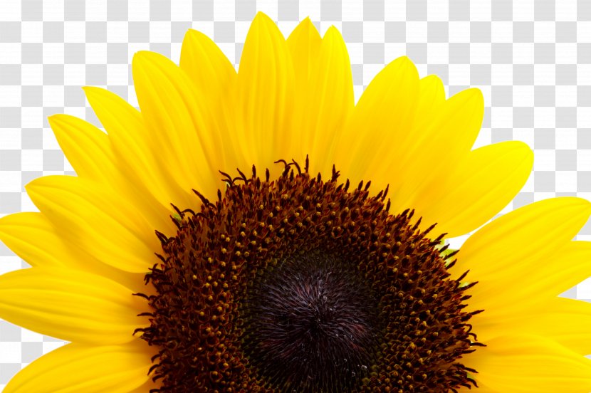 Common Sunflower Yellow Seed - Daisy Family Transparent PNG