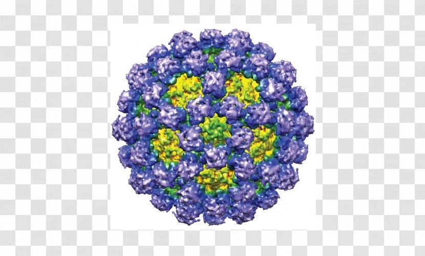 Norovirus Gastroenteritis Norwalk Virus Capsid Murine - Caliciviridae - Chimera Transparent PNG