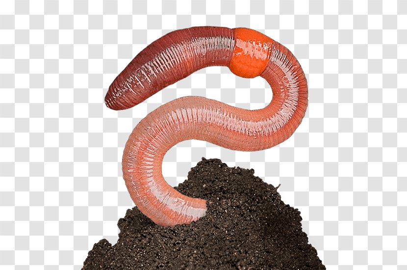 Earthworm Terrestrial Animal - Organism - Worms Transparent PNG