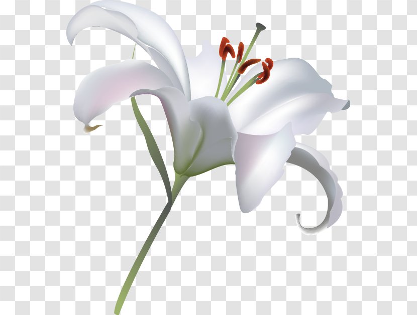 Lilium Flower - Herbaceous Plant - Exquisite Lily Transparent PNG