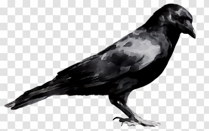 American Crow Common Raven Fauna Beak Feather - Bird Transparent PNG