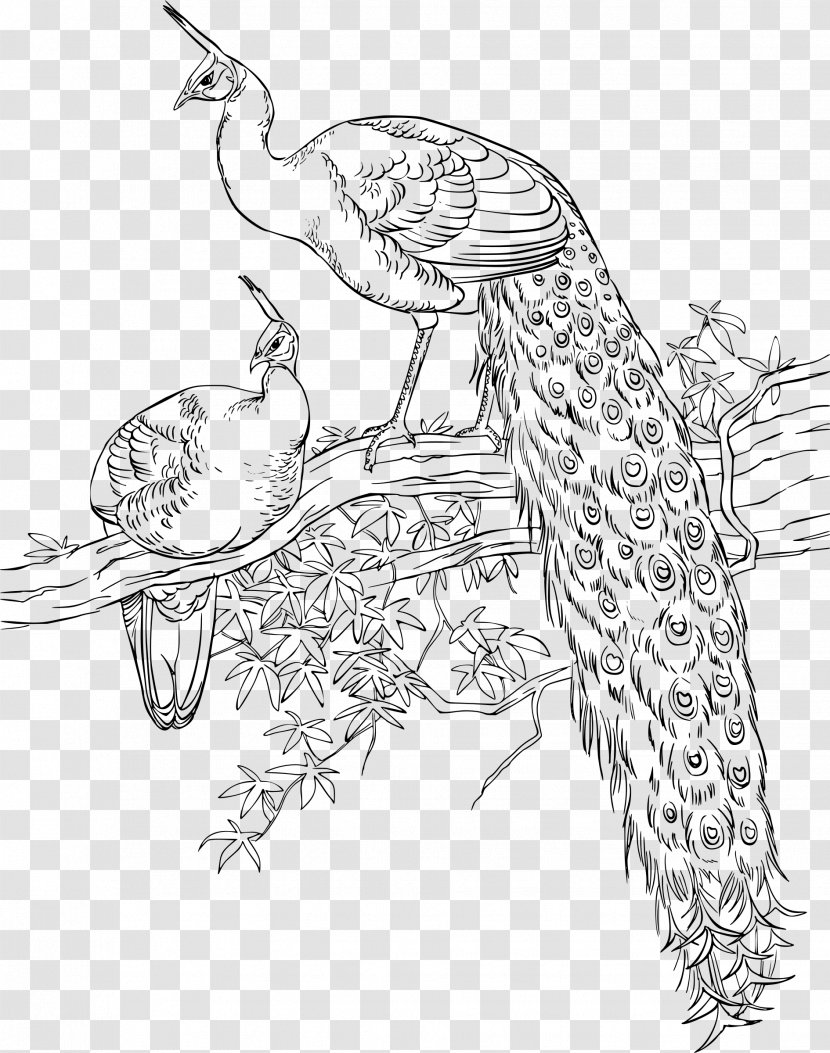 Bird Asiatic Peafowl Coloring Book Drawing - Marty Noble Transparent PNG