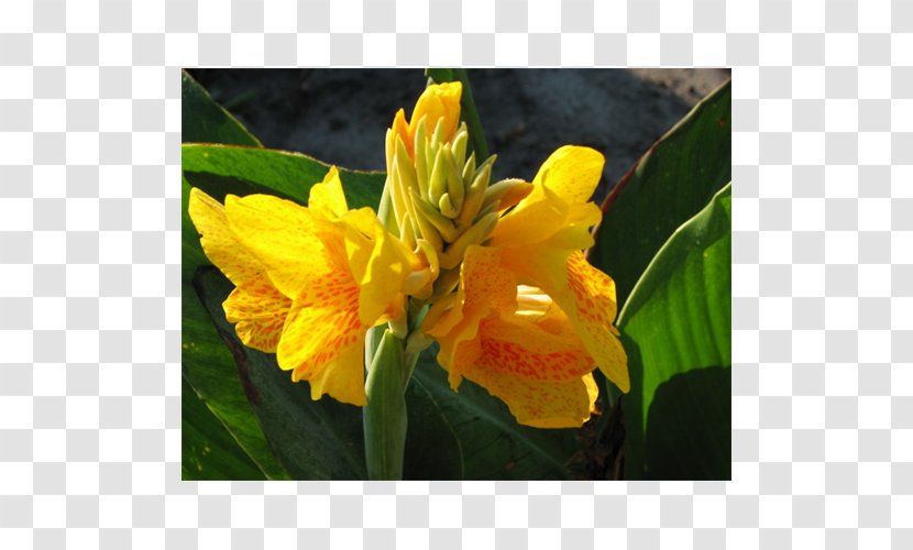 Canna Indian Shot Cattleya Orchids - Plant Transparent PNG