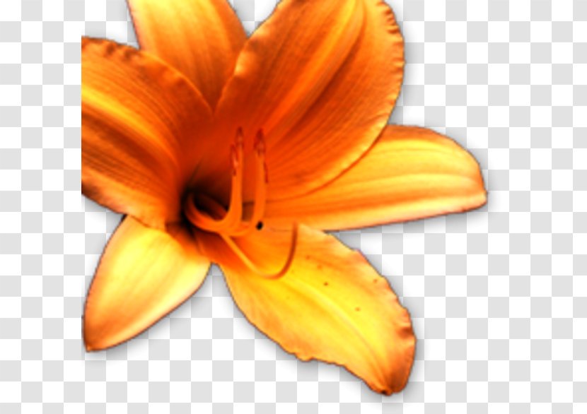 Close-up - Yellow - Flower Transparent PNG