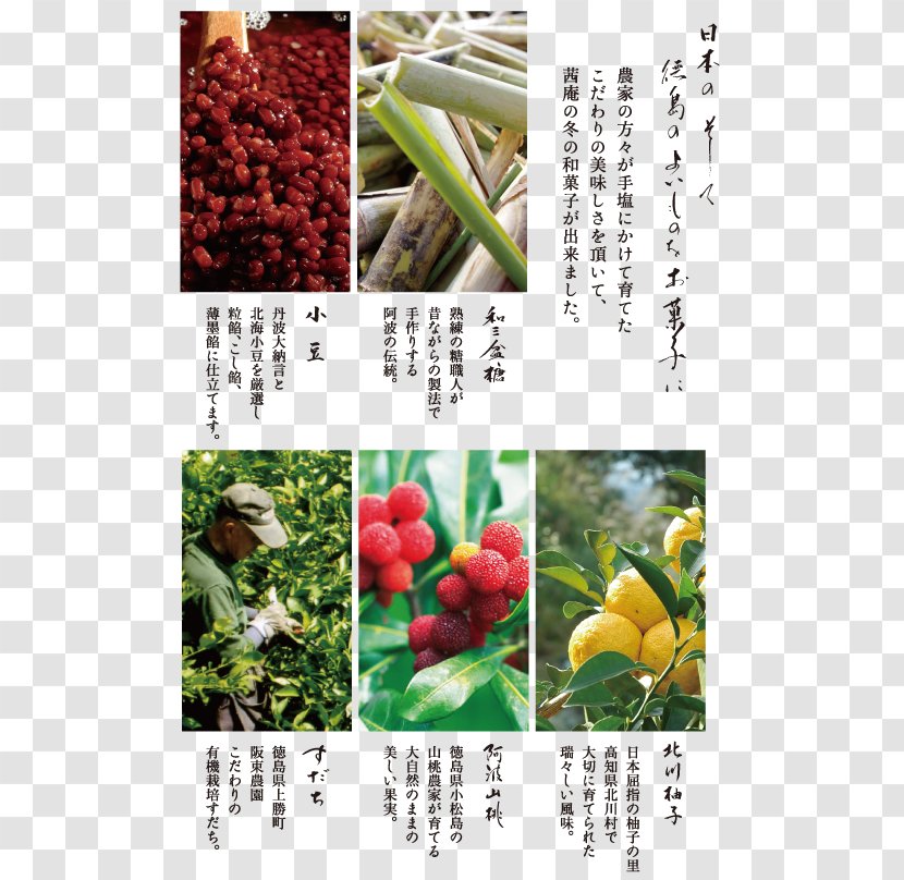 Vegetarian Cuisine Fruit Liqueur Iki Island 壱岐焼酎 - Vegetable - Summer Material Transparent PNG