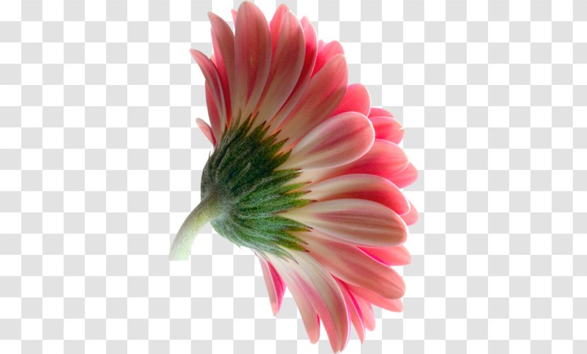 Transvaal Daisy Flower Clip Art - Chrysanthemum Transparent PNG