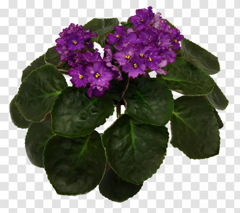 Flowerpot Herbaceous Plant - Flower - African Violets Transparent PNG